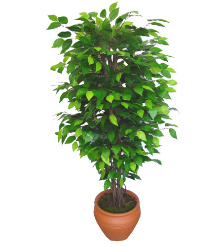 Ficus Benjamin 1,50 cm   Nide online iek gnderme sipari 