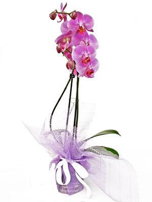  Nide online iek gnderme sipari  Kaliteli ithal saksida orkide