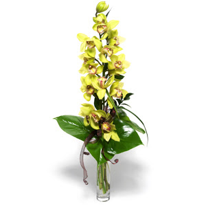  Nide kaliteli taze ve ucuz iekler  cam vazo ierisinde tek dal canli orkide