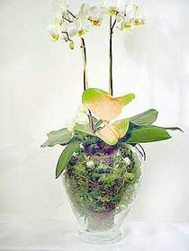 Nide nternetten iek siparii  Cam yada mika vazoda zel orkideler