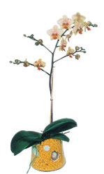  Nide iek siparii sitesi  Phalaenopsis Orkide ithal kalite