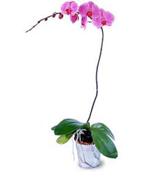  Nide iekiler  Orkide ithal kaliteli orkide 