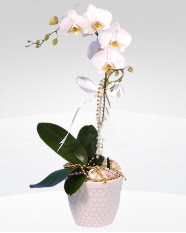 1 dallı orkide saksı çiçeği  Niğde çiçek servisi , çiçekçi adresleri 
