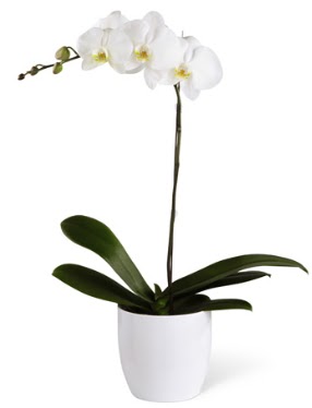 1 dall beyaz orkide  Nide iek siparii vermek 