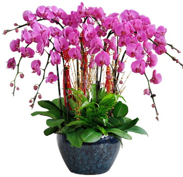 9 dallı mor orkide  Niğde çiçek siparişi vermek 