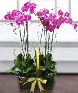 4 dall mor orkide  Nide hediye sevgilime hediye iek 