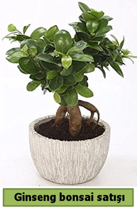 Ginseng bonsai japon aac sat  Nide iek yolla , iek gnder , ieki  
