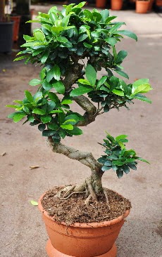 Orta boy bonsai saks bitkisi  Nide hediye iek yolla 