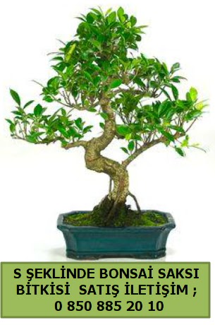 thal S eklinde dal erilii bonsai sat  Nide online ieki , iek siparii 