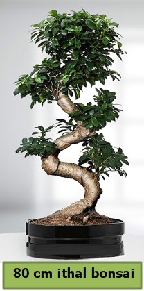 80 cm özel saksıda bonsai bitkisi  Niğde çiçek yolla , çiçek gönder , çiçekçi  