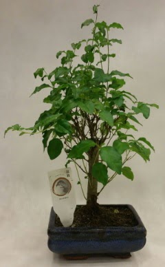 Minyatr bonsai japon aac sat  Nide iek yolla , iek gnder , ieki  