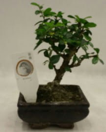 Kk minyatr bonsai japon aac  Nide online ieki , iek siparii 