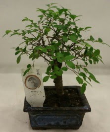 Minyatr ithal japon aac bonsai bitkisi  Nide nternetten iek siparii 