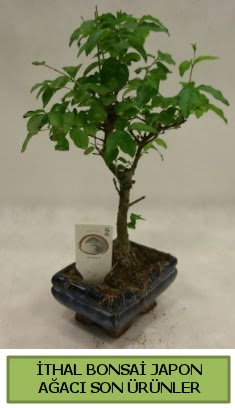 thal bonsai japon aac bitkisi  Nide cicek , cicekci 