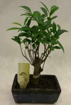 Japon aac bonsai bitkisi sat  Nide iek yolla , iek gnder , ieki  