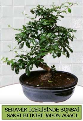 Seramik vazoda bonsai japon aac bitkisi  Nide iek sat 