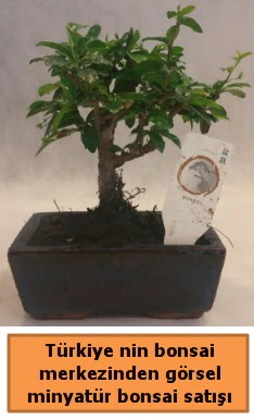 Japon aac bonsai sat ithal grsel  Nide yurtii ve yurtd iek siparii 
