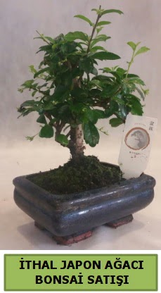 thal japon aac bonsai bitkisi sat  Nide iek yolla , iek gnder , ieki  