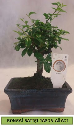 Minyatr bonsai aac sat  Nide online ieki , iek siparii 