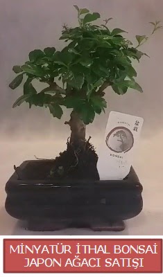 Kk grsel bonsai japon aac bitkisi  Nide iek gnderme sitemiz gvenlidir 