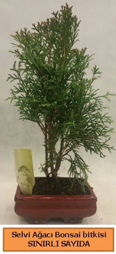 Selvi aac bonsai japon aac bitkisi  Nide nternetten iek siparii 