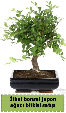 thal bonsai saks iei Japon aac sat  Nide kaliteli taze ve ucuz iekler 