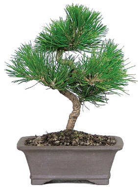 am aac bonsai japon aac bitkisi  Nide online ieki , iek siparii 