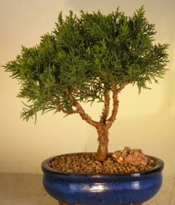 Servi am bonsai japon aac bitkisi  Nide yurtii ve yurtd iek siparii 
