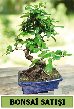 am bonsai japon aac sat  Nide nternetten iek siparii 