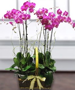 7 dall mor lila orkide  Nide gvenli kaliteli hzl iek 