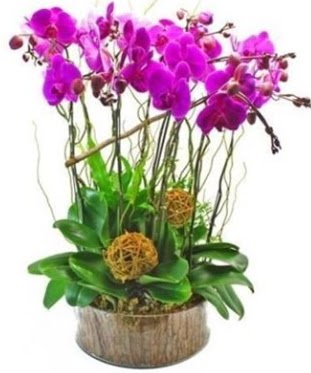 Ahap ktkte lila mor orkide 8 li  Nide iek , ieki , iekilik 