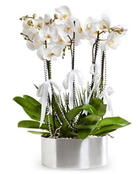 Be dall metal saksda beyaz orkide  Nide yurtii ve yurtd iek siparii 