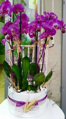 Seramik vazoda 4 dall mor lila orkide  Nide iek siparii sitesi 
