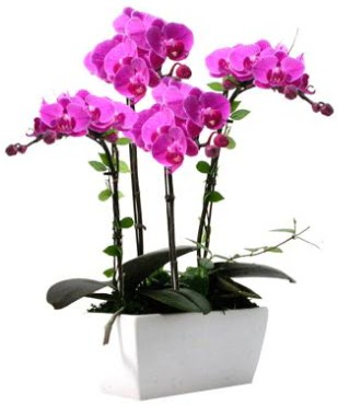 Seramik vazo ierisinde 4 dall mor orkide  Nide nternetten iek siparii 