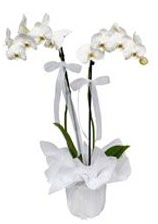 2 dall beyaz orkide  Nide hediye sevgilime hediye iek 