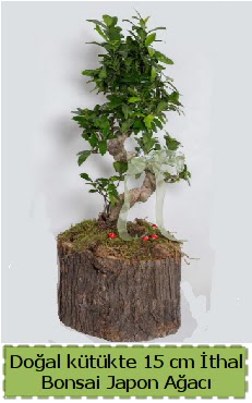Doal ktkte thal bonsai japon aac  Nide online ieki , iek siparii 