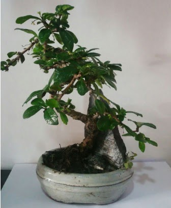S eklinde ithal bonsai aac  Nide yurtii ve yurtd iek siparii 