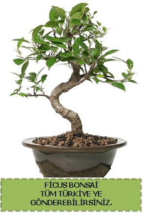Ficus bonsai  Nide gvenli kaliteli hzl iek 
