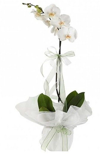 Tekli Beyaz Orkide  Nide iek gnderme 