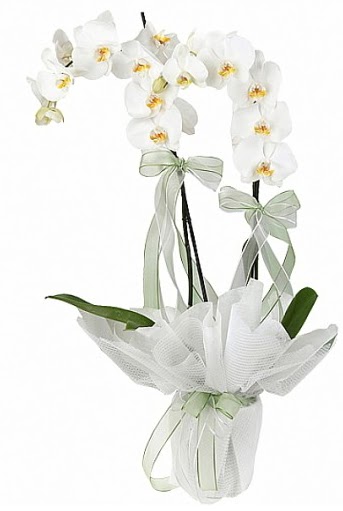 ift Dall Beyaz Orkide  Nide online iek gnderme sipari 