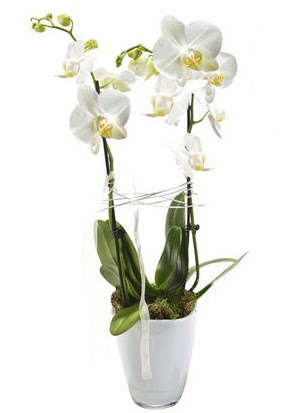 2 dall beyaz seramik beyaz orkide sakss  Nide gvenli kaliteli hzl iek 