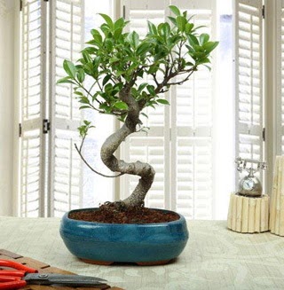 Amazing Bonsai Ficus S thal  Nide hediye iek yolla 