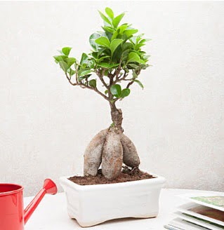 Exotic Ficus Bonsai ginseng  Nide uluslararas iek gnderme 