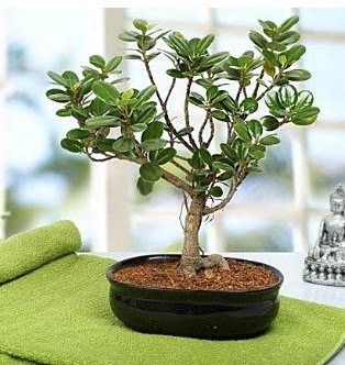 Lovely Ficus Iceland Bonsai  Nide online iek gnderme sipari 
