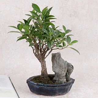 Japon aac Evergreen Ficus Bonsai  Nide gvenli kaliteli hzl iek 