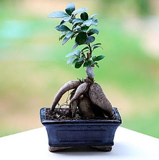 Marvellous Ficus Microcarpa ginseng bonsai  Nide ieki maazas 