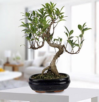 Gorgeous Ficus S shaped japon bonsai  Nide iek online iek siparii 