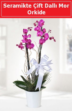 Seramikte Çift Dallı Mor Orkide  Niğde online çiçek gönderme sipariş 