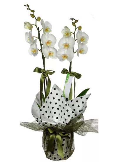 ift Dall Beyaz Orkide  Nide iek siparii vermek 