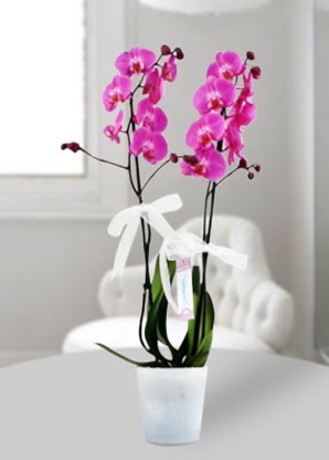 Çift dallı mor orkide  Niğde ucuz çiçek gönder 